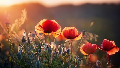Obraz premium poppy with light reflections