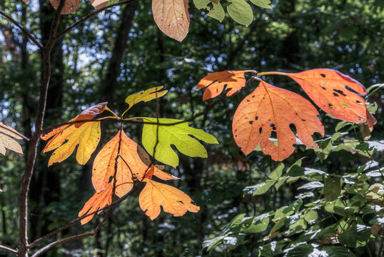 Glowing Sassafras Leaves

Capturing the colorful glow of autumn sassafras leaves by shooting the leaves between the sunlight and the camera.  