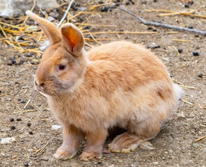 beautiful little fluffy rabbit