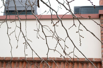 tree branches, buds, spring and flowering