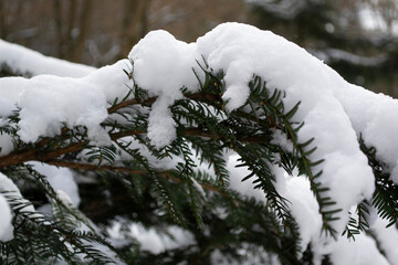 snow covered pine tree