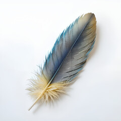 A striking orange, blue and brown feather lies gracefully on a pristine white background. 
