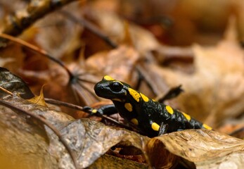 salamander in leaves
