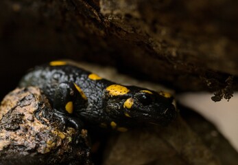 salamander on a rock