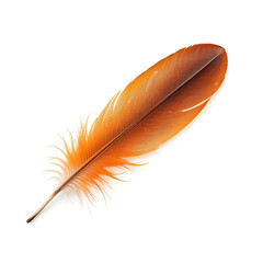 A striking orange, blue and brown feather lies gracefully on a pristine white background. 