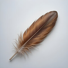 A striking orange, blue and brown feather lies gracefully on a pristine white background. 