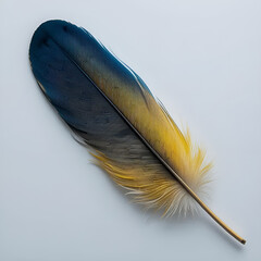 A striking orange, blue and brown feather lies gracefully on a pristine white background. 