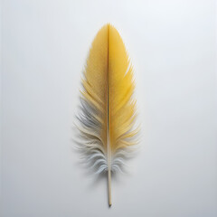 A striking orange, blue and brown feather lies gracefully on a pristine white background. 