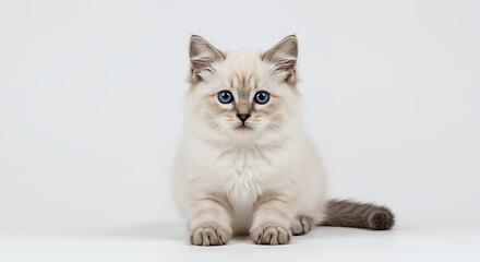 Fototapeta premium Adorable Ragdoll Kitten with Striking Blue Eyes Fluffy White Fur Sitting on White Background