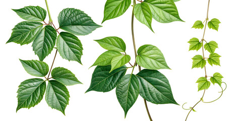 Green Heart-Shaped Vine Leaves Isolated on White Background – Botanical Plant Clipart for Design and Decoration