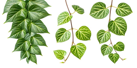 Green Heart-Shaped Vine Leaves Isolated on White Background – Botanical Plant Clipart for Design and Decoration