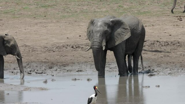 African elephant herd taking mud bath