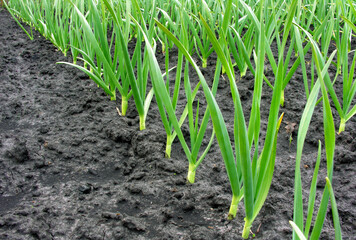 organically cultivated garlic plantation in the vegetable garden