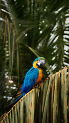 blue and yellow macaw in a tropical forest 