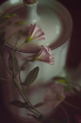 Pink bindweed branches twining around a white jug