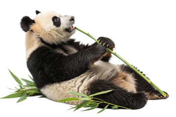 Adorable Panda Enjoying Fresh Bamboo on White Background