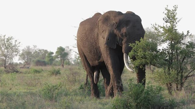 African elephant bull feeding
