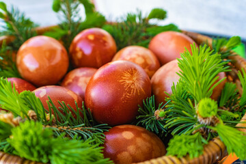 Close up of Easter eggs naturally dyed  with onion skins in the basket, small fir tree branches around them