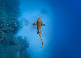 underwater scene with nurse shark