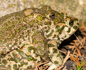 A pair of European Green Toads (Bufotes viridis) in amplexus, a crucial stage in their reproduction. The male toad has clasped the female, a behavior essential for external fertilization in amphibians