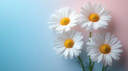 Fototapeta premium Delicate white daisies arranged against a soft pastel background.