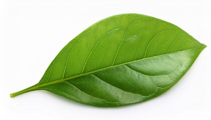 Obraz premium Fresh green leaves isolated on white background