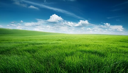 Fototapeta premium Green grass field