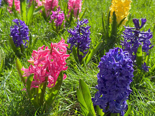 Purple and pink Hyacinth flowers in garden. 
