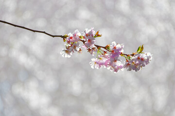 Branch of cherry blossom sakura