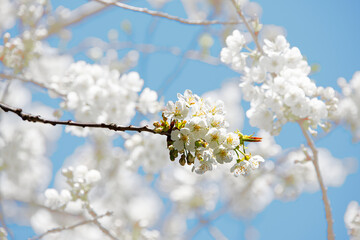 Branch of cherry blossom sakura