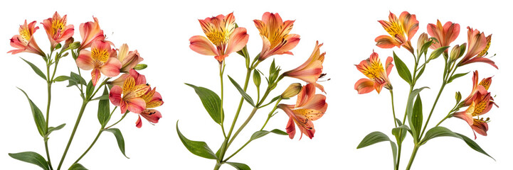 Set of A Peruvian lillies flower isolated on a transparent background
