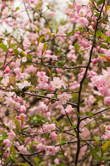 Obraz premium Lush spring pink cherry blossoms in full bloom on branches