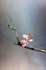 Branch of cherry blossom sakura
