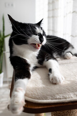 Black and white cat lying with open mouth on cat furniture