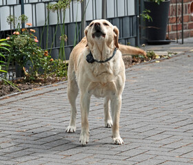 Barking yellow Labrador Retriever with an electronic collar