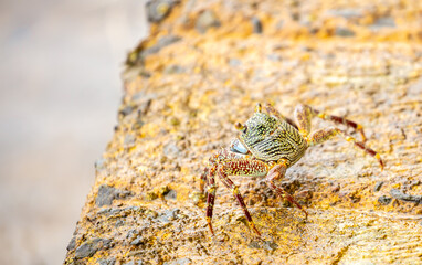 Crab on the beach runs along the pier. Exotic animals in resort places. The concept of a beach holiday in the tropics.