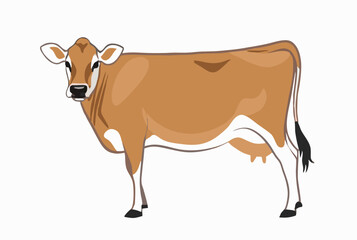 A Jersey cow isolated with a white background