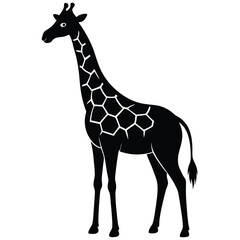 Obraz premium cute giraffe vector illustration - black and white stylized outline of an elegant animal