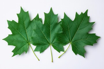 vibrant green maple leaf twigs with three leaves isolated against a flat background