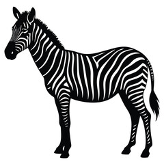 zebra black and white vector illustration