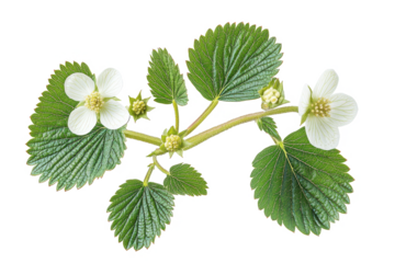 Isolated strawberry plant with flowers and leaves close up detail on transparent background