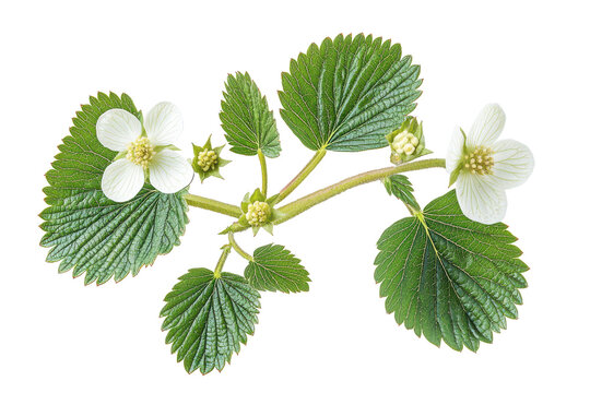 Isolated strawberry plant with white flowers and green leaves, close-up botanical illustration on transparent background