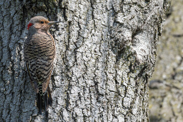 Closeup of a northern flicker perched on a tree trunk.