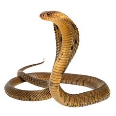 cape cobra in Transparent Background Closeup of a Boa Constrictor Showing Detailed Scales and Pattern