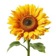 Vibrant Yellow Sunflower with Dew Drops on White Background