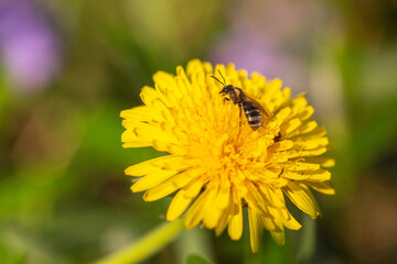 bee on a dandelion
