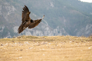 Bearded Vulture (Gypaetus barbatus) photographed in Spain