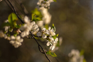 blooming apple tree