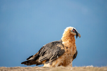 Bearded Vulture (Gypaetus barbatus) photographed in Spain