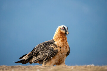 Bearded Vulture (Gypaetus barbatus) photographed in Spain
